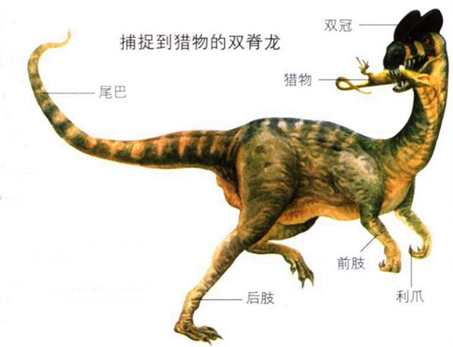 双脊龙的外形特点,资料介绍及图片 - 恐龙下载网